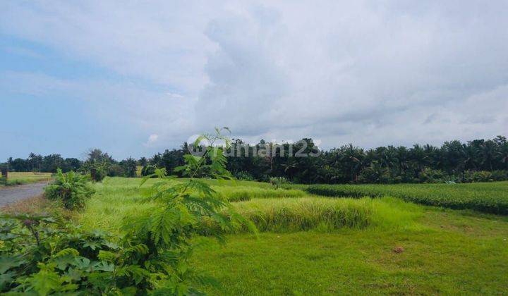 Tanah:600 M2(6 Are ) Super Langka Siap Bangun Dekat Pantai Tanah Lot Tabanan Bali 1