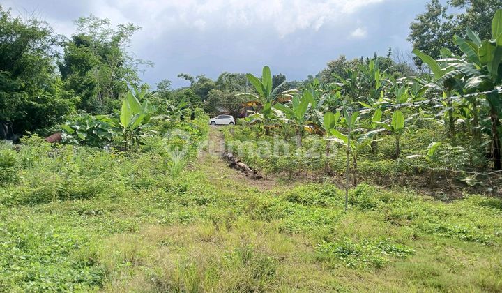 Tanah Luas Padat Murah Cocok Unt.kavling Rumah/ Resto/ Pesantren 1