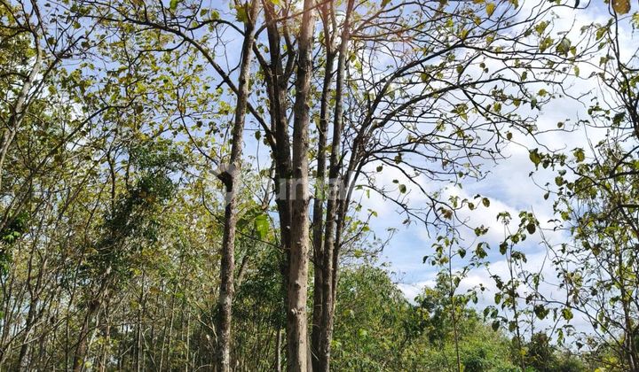 Tanaha Sangat Luas Wonosari Jl Baron Gunung Kidul Yogyakarta Tanaha Sangat Luas Wonosari Jl Baron Gunung Kidul Yogyakarta