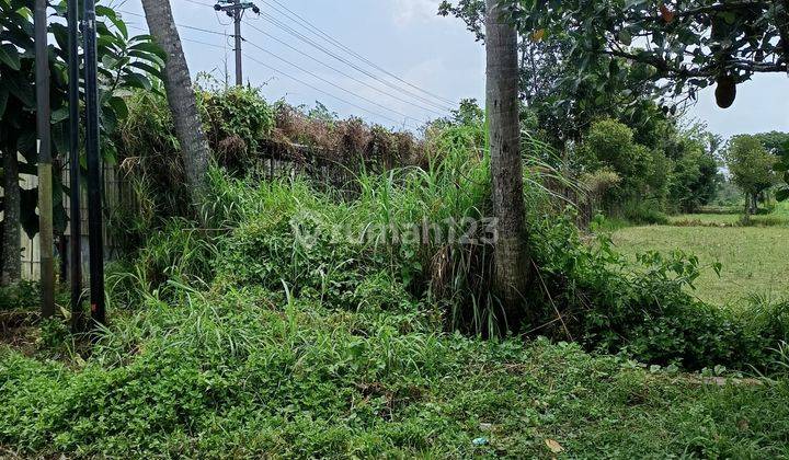 Tanah Luas Area Medari Sleman  2