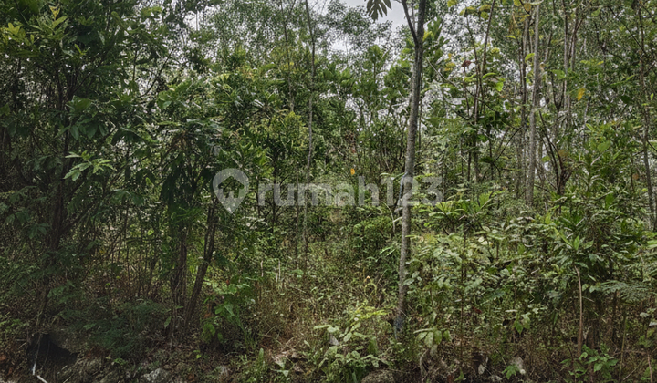 Tanah Murah Pajangan Bantul Tanah Murah Pajangan Bantul