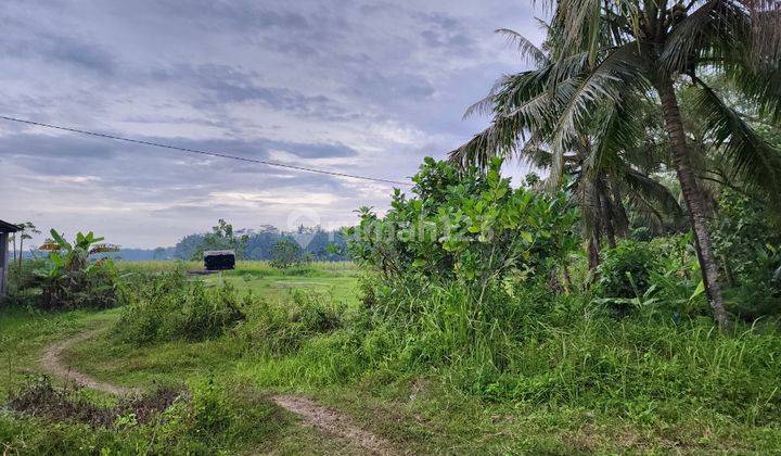 Tanah di Triharjo, Wates, Dekat Kantor Pengadilan Agama Wates 1