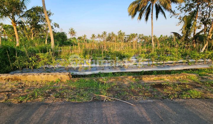 Tanah Di Jl Kaliurang Dekat Resto Otadan Cocok Untuk Resto Atau Homestay
