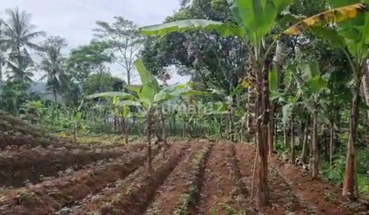 TANAH KEBUN DEKAT PEMUKIMAN 20 MENIT DARI PINTU TOLL BOCIMI PARUNGKUDA SUKABUMI.JUAL MURAH BUTUH CEPAT 5