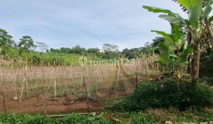 TANAH KEBUN DEKAT PEMUKIMAN 20 MENIT DARI PINTU TOLL BOCIMI PARUNGKUDA SUKABUMI.JUAL MURAH BUTUH CEPAT 6
