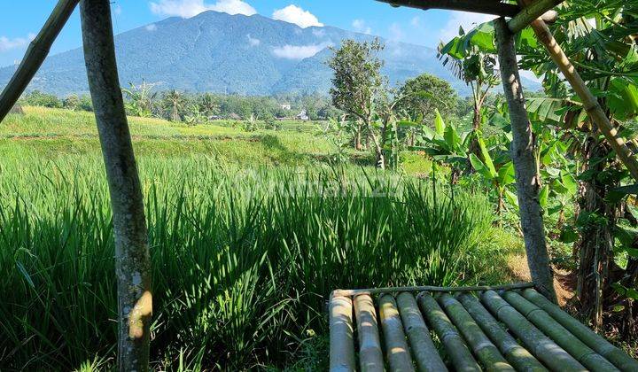 Tanah Kebun Sawah Terbaik Diarea Ini.10 Menit Dari Pintu Toll Cigombong Lido Bogor.best View.nempel Kali Jernih.bisa Ambil Sebagian 2