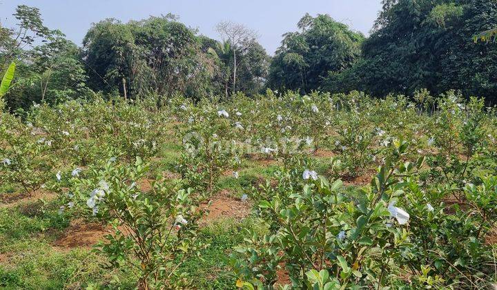Tanah kebun jambu kristal sdh berbuah semua.1.350 pohon.lokasi 15menit dari pintu toll 2