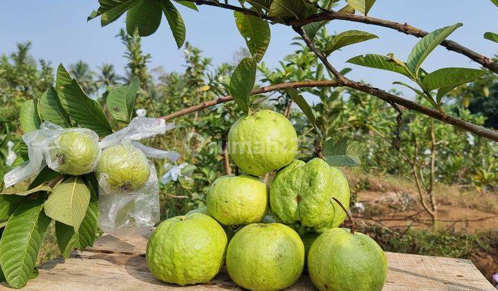 Tanah kebun jambu kristal seluas 19000m².dekat ke pintu toll sukabumi 2