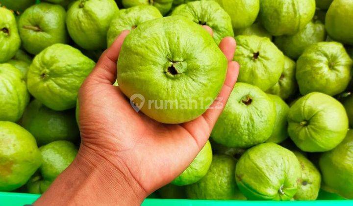 Tanah kebun jambu kristal seluas 19000m².dekat ke pintu toll sukabumi 2