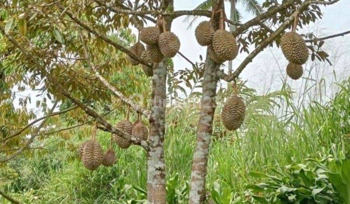 Tanah Kebun Durian Dan Alpukat 750mtr.shm  Sekitar Rancamaya Ciawi Bogor. Tidak Jauh Dari Pintu Toll Ciawi Atau Dari Pintu Toll Bocimi 1