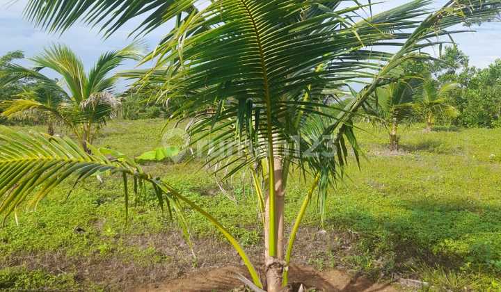 Dijual Tanah/Lahan Kebun Kelapa Genjah Entog di Garut Jawa Barat