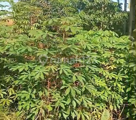 SHM Land, Manis Raya Street, Sareal Land, Bogor City SHM Land, Manis Raya Street, Sareal Land, Bogor City