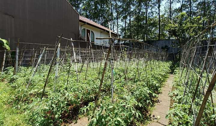 Tanah Kavling Di Setra Duta Bandung Tanah Kavling Di Setra Duta Bandung
