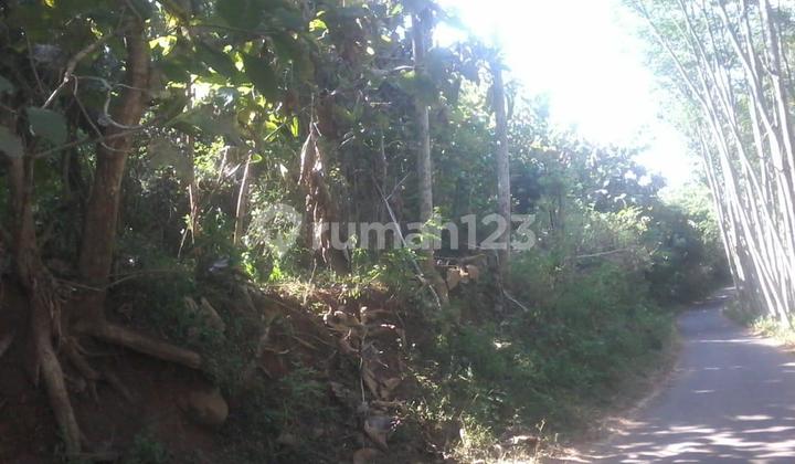 FOR SALE TEAK PLANTATION CURAHDAMI BONDOWOSO AD 34