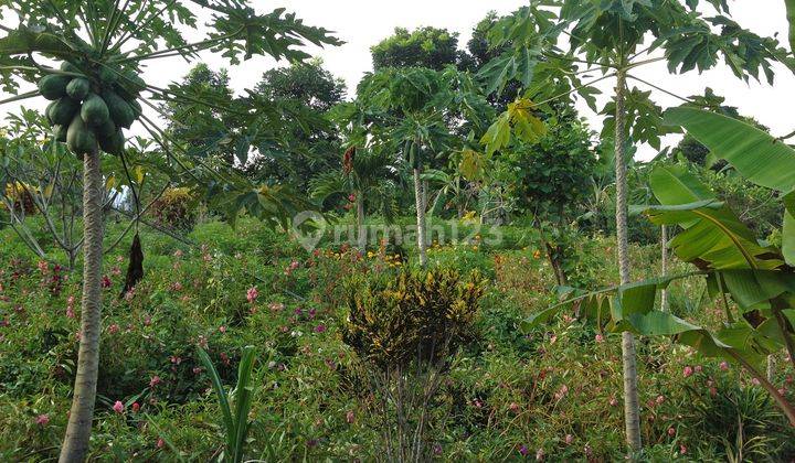 Angkah Gardens Rice Field View 4650 sqm 15 Minute Driver To Soka Beach Tabanan Bali 2