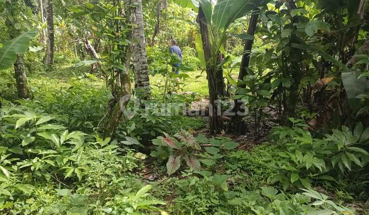 Land Freehold 1600 Sqm In Payangan Ubud Bali