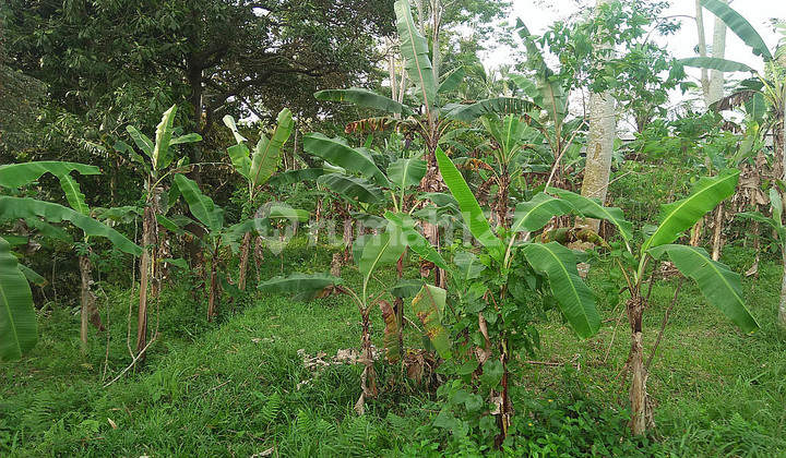 Freehold Land For Sale 25 Minutes From Ubud Center Bali