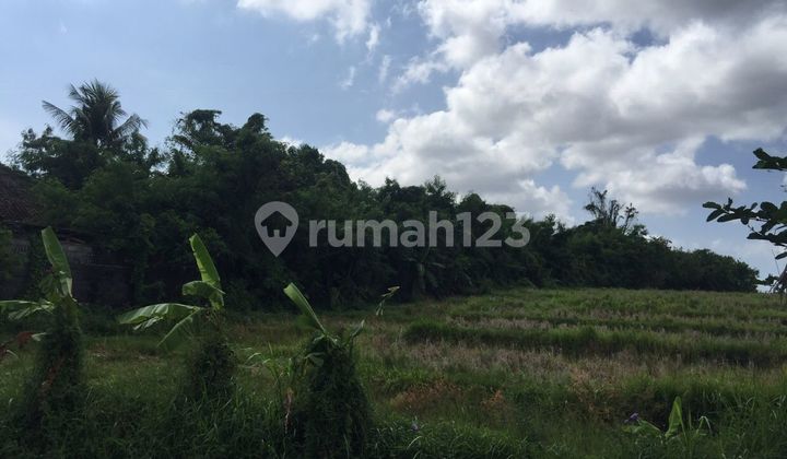 Freehold Land 5515 Sqm In Kaba Kaba Tabanan Bali Freehold Land 5515 Sqm In Kaba Kaba Tabanan Bali