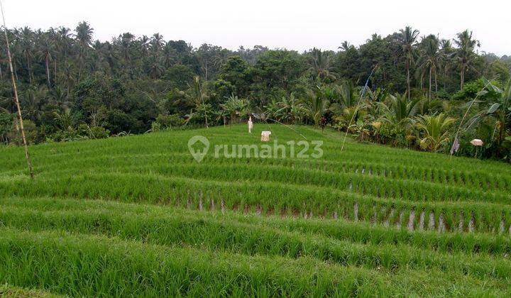 Angkah Gardens Rice Field View 4650 sqm 15 Minute Driver To Soka Beach Tabanan Bali 1