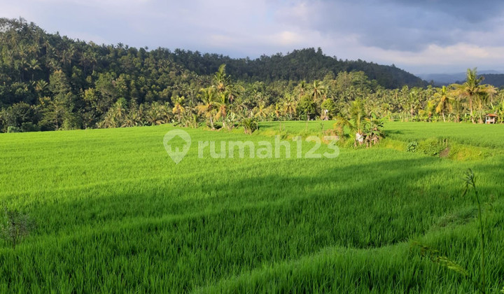 Land 12,000 sqm in Great Location Singaraja Raya Subuk Bali
