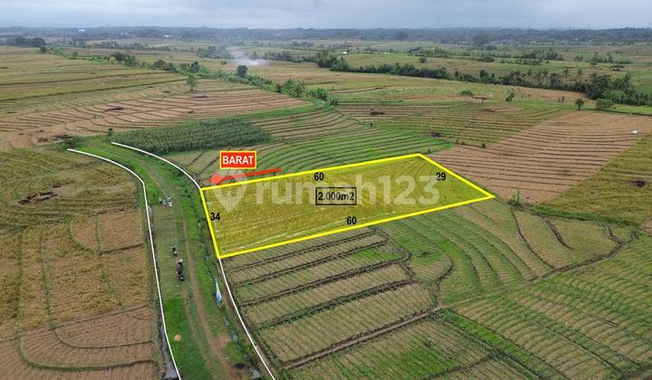 Tanah Hak Milik Sawah Pemukiman di Selemadeg Tabanan Bali