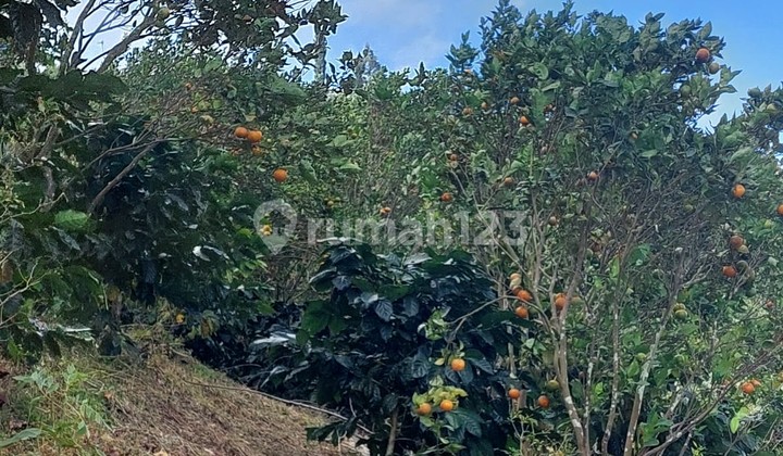 Land Freehold Expansive Countryside Kintamani Bali