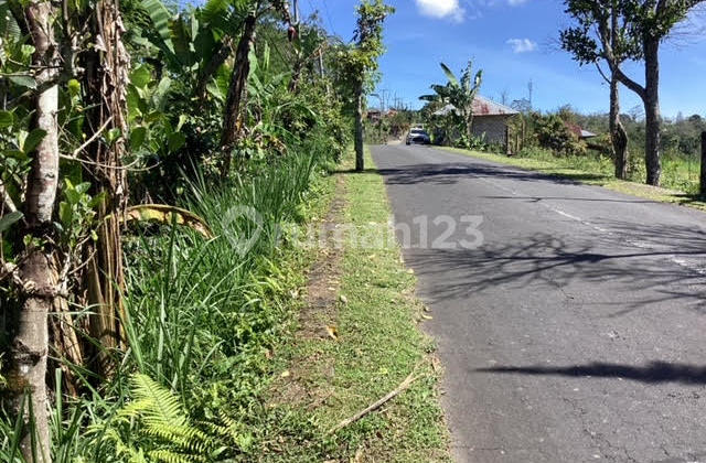 Land Freehold Main Road Kintamani Bali