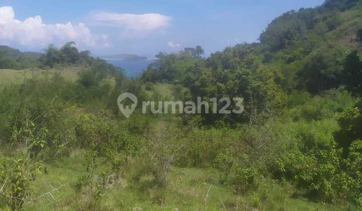 Land Freehold Expansive Countryside Labuan Bajo Land Freehold Expansive Countryside Labuan Bajo