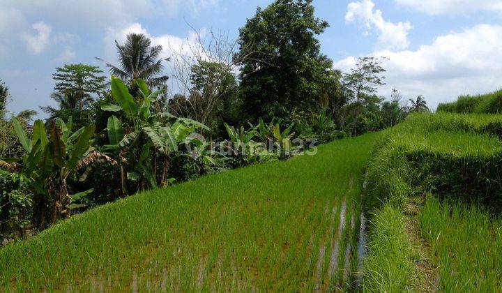 Absolute Natural Set 7450 Sqm Freehold Land in Sanda Tabanan Bali 2