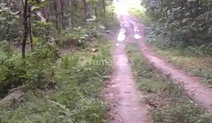 Tanah 50 Ha Untuk Kebun , Kandang Sapi , Kandang Ayam Boyolali Jawa Tengah 1