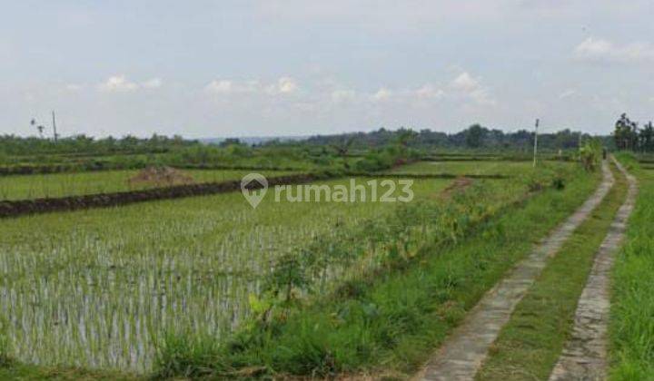 Tanah Kebun Boyolali 60 Ha Murah 2