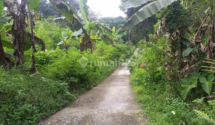 Tanah Kebun di Bandungan Semarang 8500m2 Shm 1