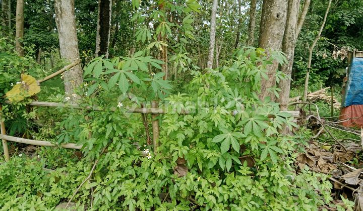 Tanah Murah di Area Jambe, 62 Hektar, Dekat Tol Serpong Tanah Murah di Area Jambe, 62 Hektar, Dekat Tol Serpong