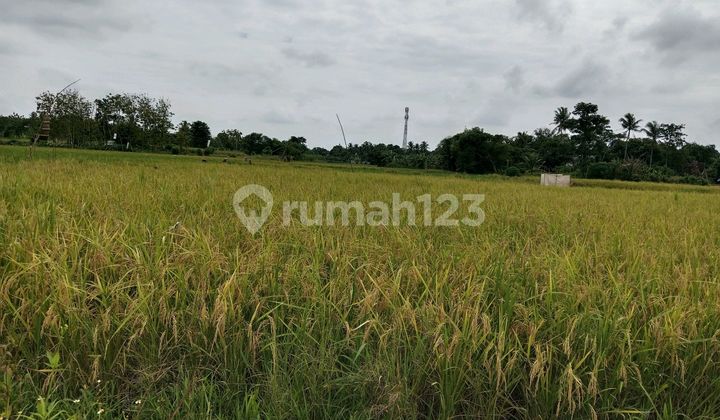 Sawah Produktif Setahun 2 Kli Panen