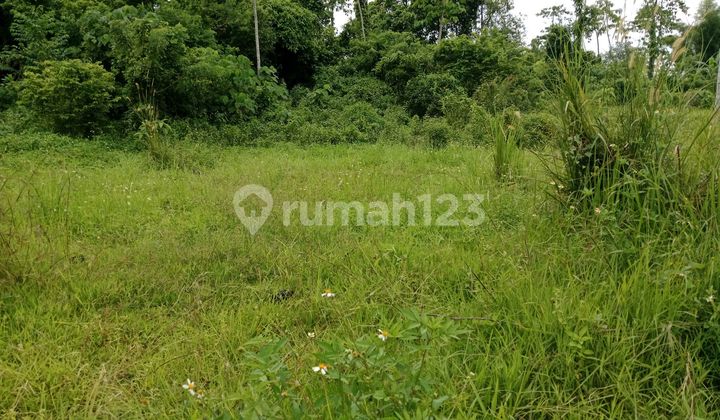 Tanah Kebun,Bisa di Pergunakan Apa Aja,Ternak Boleh,Kebun,Rumah Boleh Tanah Kebun,Bisa di Pergunakan Apa Aja,Ternak Boleh,Kebun,Rumah Boleh