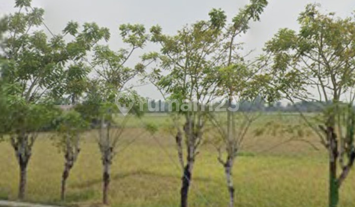 Tanah Sawah Siap Menikmati Hasilnya Tanah Sawah Siap Menikmati Hasilnya