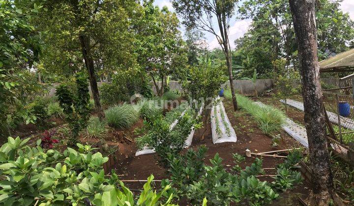 Kesempurnaan Alam Rumah Vila Kebun Cengkeh di Kutamandiri 1