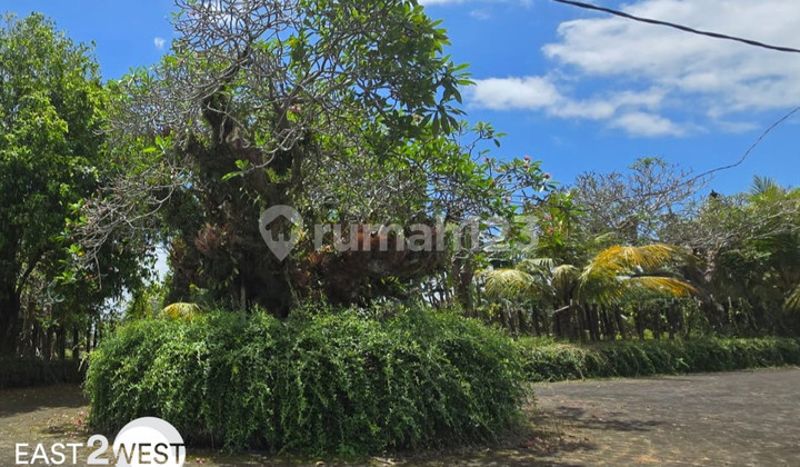 Jual Kavling Dreamland Siyut Gianyar Bali Lokasi Bagus Strategis Jual Kavling Dreamland Siyut Gianyar Bali Lokasi Bagus Strategis