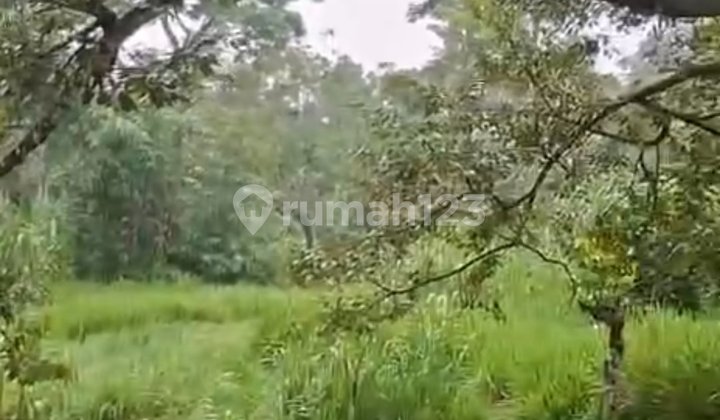 Tanah Perkebunan 300Ribuan Wonosalam Jombang Tanah Perkebunan 300Ribuan Wonosalam Jombang