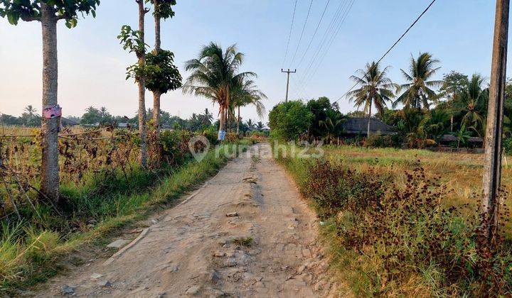 Tanah Darat Dan Sawah Kering Di Panimbang Blok Huni 2