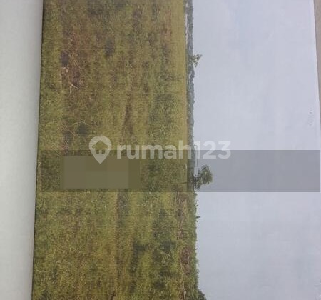 Tanah Murah 88 Ha Di Cikuya Tigaraksa Tangerang Banten