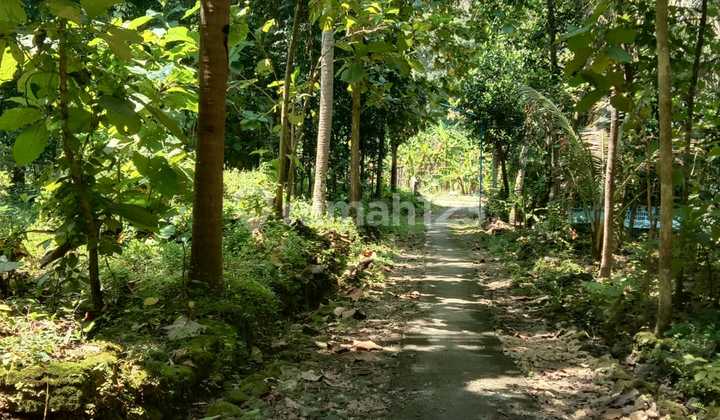 Murah Hanya 385 Rb Per M Shm Ready Lokasi Brongkol Murah Hanya 385 Rb Per M Shm Ready Lokasi Brongkol