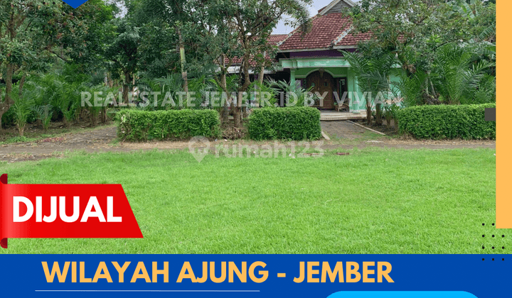 Rumah Dan Halaman Luas Di Wilayah Ajung Jember 1