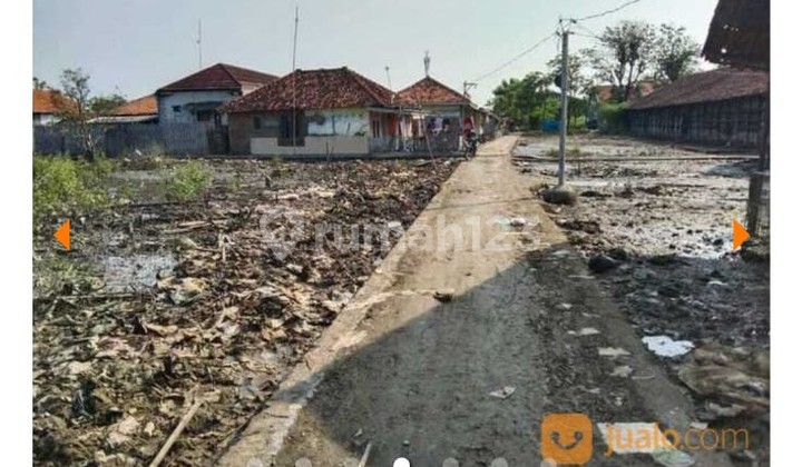 Tanah Empang dan Sawah bekas tambak garam di Indramayu  4
