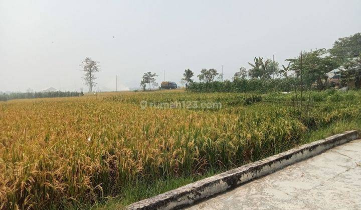 Tanah sawah produktif di Ciranjang Cianjur  1