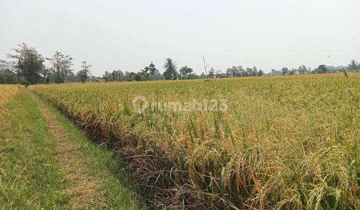 Tanah sawah produktif di Ciranjang Cianjur  2