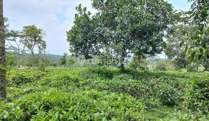 Tanah Dengan 3 Lokasi di Perkebunan Teh Daerah Jawa Barat 1