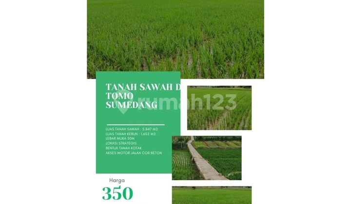 Tanah sawah  produktif di tomo sumedang lokasi setrategis
