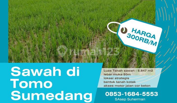 Tanah sawah dan kebun produktif di tomo sumedang lokasi strategis