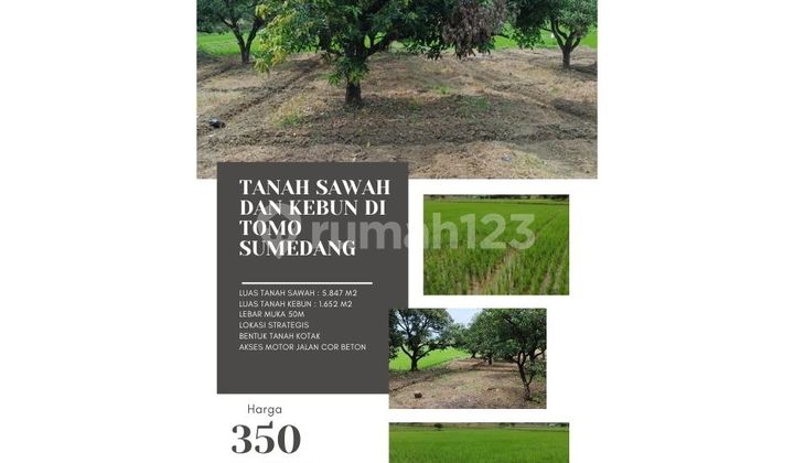 Tanah sawah dan kebun produktuf di tomo sumedang 